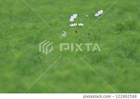 White cosmos on the plateau White cosmos on the plateau 122802598