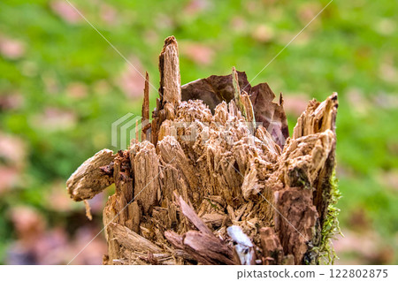 top of a post eroded by the weather top of a post eroded by the weather 122802875