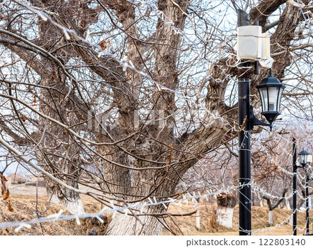 anterns, garlands, bare trees on alley in Garni 122803140