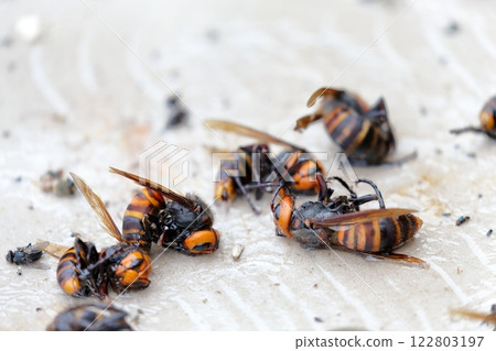 Hornet, small hornet caught in a trap, sticky sheet 122803197