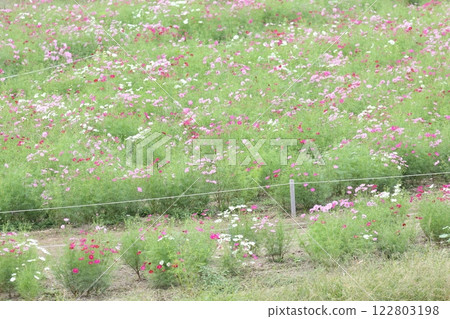  Cosmos field 122803198