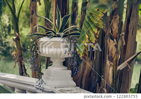 American agave, commonly known as centennial plant, money plant, or American ale, is a species of flowering plants belonging to the Asparagaceae family. High quality photo 122803755