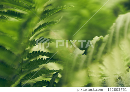 A blurred background of fern leaves. Large vegetation in the park in an open space. With space to copy. High quality photo A blurred background of fern leaves. Large vegetation in the park in an open space. With space to copy. High quality photo 122803761