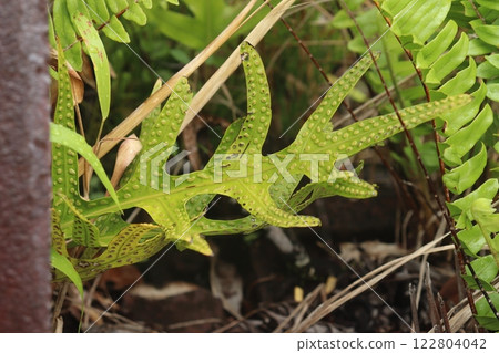 帛琉發現一種形狀奇怪的植物 122804042