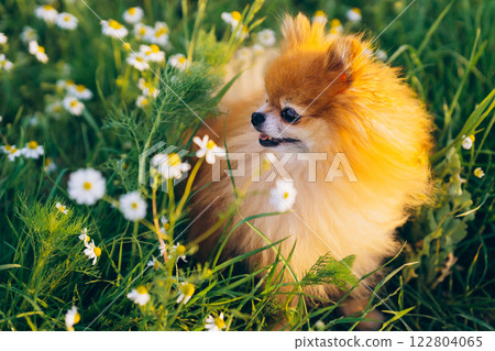 Pomeranian Spitz smiles and looks around at the white daisies 122804065