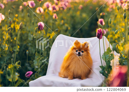 Pomeranian Spitz dog in a poppy field on a white chair 122804069