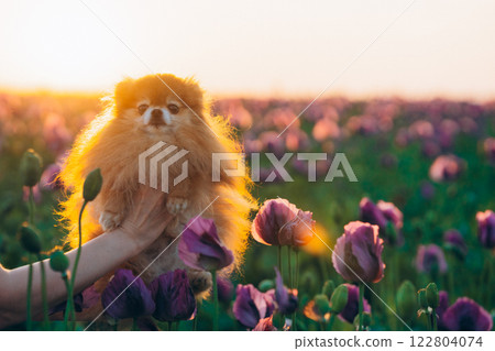 Pomeranian dog in a field of poppies at sunset 122804074