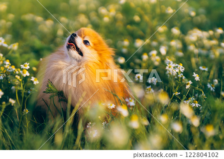 Pomeranian Spitz in a field with white flowers at sunset 122804102