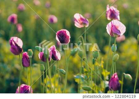 glare of the sun in summer in a field of lilac poppies with the sun at sunset 122804119