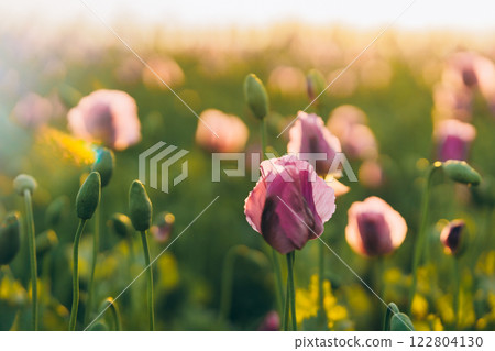 glare of the sun in summer in a field of lilac and purple poppies 122804130