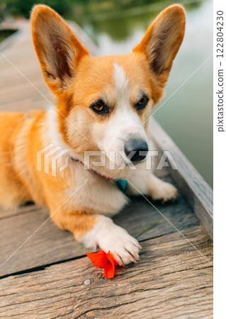 Corgi dog's paw holds a red poppy flower, portrait of a dog on a pond Corgi dog's paw holds a red poppy flower, portrait of a dog on a pond 122804230