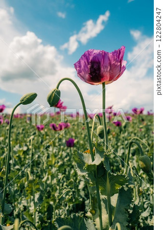 Large purple poppy in a field on a sunny day Large purple poppy in a field on a sunny day 122804247