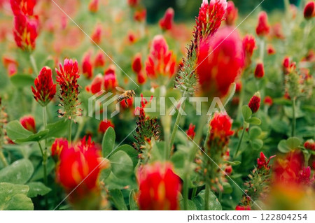 Close up of red clover flowers on a field on a sunny day, bee 122804254