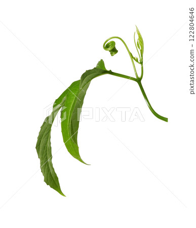 Green leaf of passiflora isolated 122804646