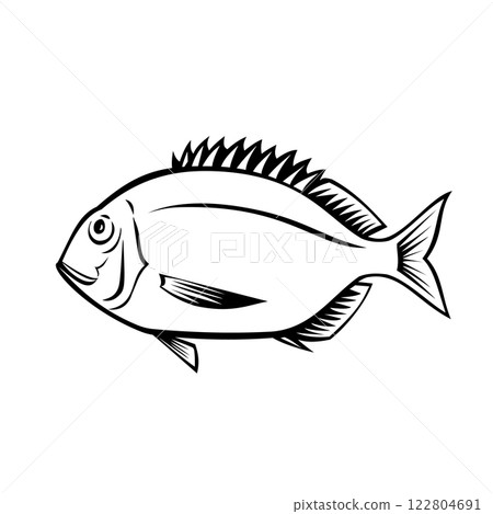 Yellowback Bream or Dentex Spariformis Side View Retro Style Yellowback Bream or Dentex Spariformis Side View Retro Style 122804691