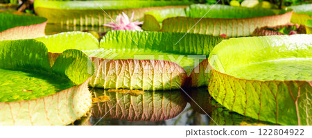Close-up Victora Regia Amazonica giant water lily pads glow green yellow petals rippling lake surface. Natural waterlily patterns lush wetland environment exotic tropical serenity in tropical pond Close-up Victora Regia Amazonica giant water lily pads glow green yellow petals rippling lake surface. Natural waterlily patterns lush wetland environment exotic tropical serenity in tropical pond 122804922