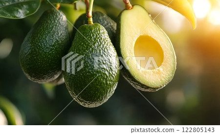 Ripe avocados hanging from a tree branch, one cut open to reveal its creamy flesh, ready for harvest 122805143