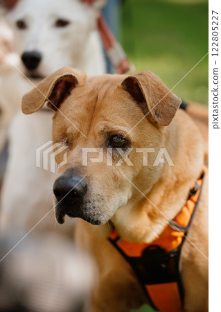 pit bull dog without an eye in park walk with its owner on leash. walking training of pets during pit bull dog without an eye in park walk with its owner on leash. walking training of pets during 122805227