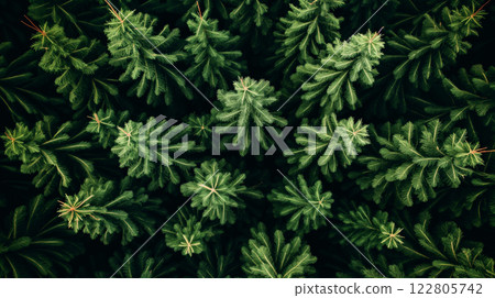 Pine forest aerial view showing lush green coniferous trees 122805742