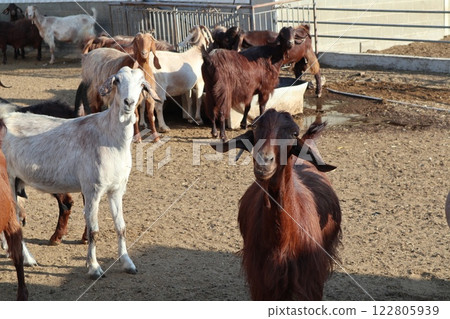 Livestock farm, dairy farm, agriculture, sheep and goats. Food for herbivores. 122805939