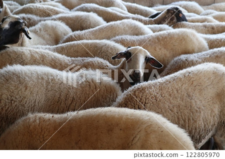 Livestock farm, dairy farm, agriculture, sheep and goats. Food for herbivores. 122805970