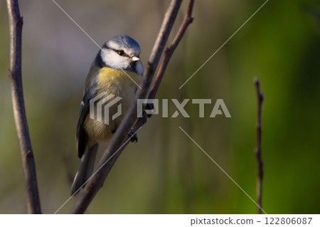 Cute and tiny Eurasian blue tit on winter sun 122806087