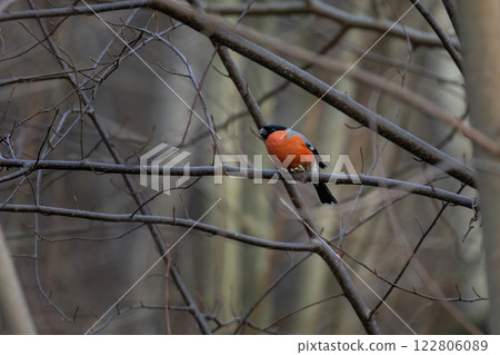 Red bird Eurasian bullfinch (Pyrrhula pyrrhula) 122806089