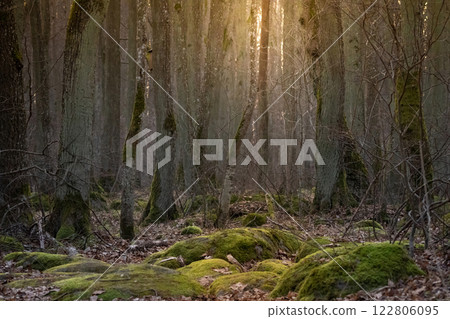 Winter in a snowy forest on a bright sunny day. 122806095