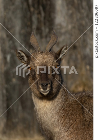Carpa falconeri heptner. young female. 122806097