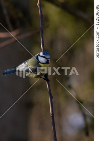 Beautiful nature scene with cute Eurasian blue tit 122806098
