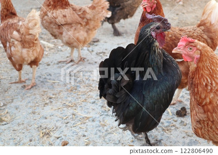 Chicken farm, poultry farm, birds walking in the yard. Free range of birds. Chicken farm, poultry farm, birds walking in the yard. Free range of birds. 122806490