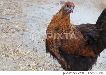 Chicken farm, poultry farm, birds walking in the yard. Free range of birds. 122806491