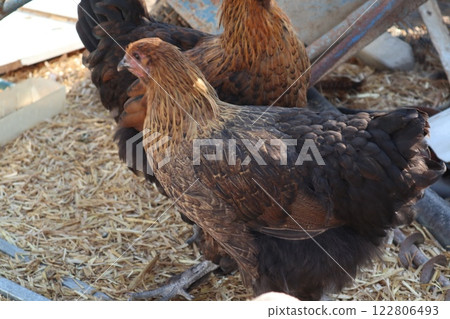 Chicken farm, poultry farm, birds walking in the yard. Free range of birds. 122806493