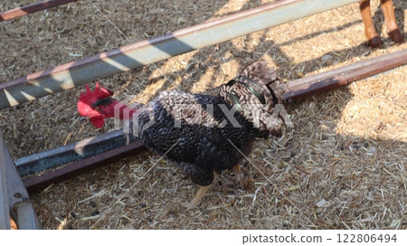 Chicken farm, poultry farm, birds walking in the yard. Free range of birds. Chicken farm, poultry farm, birds walking in the yard. Free range of birds. 122806494