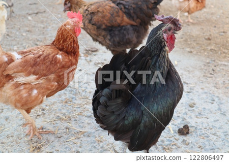 Chicken farm, poultry farm, birds walking in the yard. Free range of birds. 122806497
