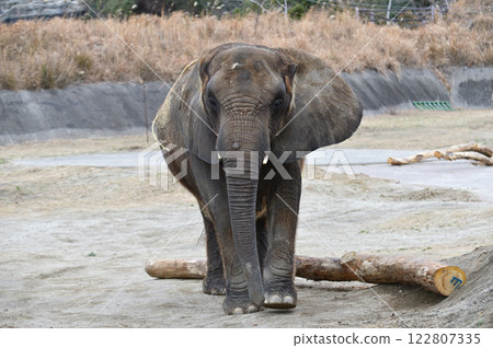 African elephant 122807335
