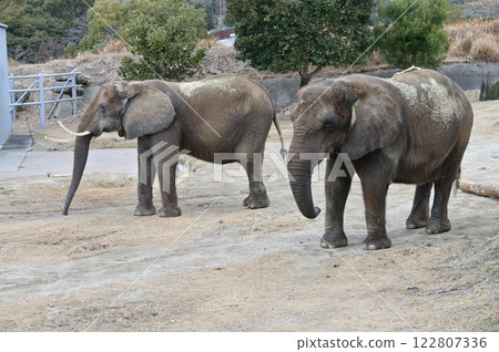 African elephant 122807336