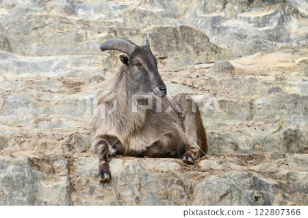 喜馬拉雅山焦油 122807366