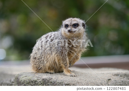 狐獴 狐獴 122807481