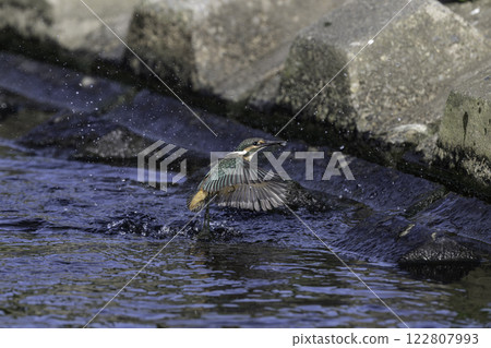 A kingfisher catching a small fish and flying over the riverbed 122807993