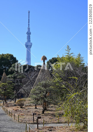 雪吊、東京晴空塔、向島百花園 雪吊、東京晴空塔、向島百花園 122808029