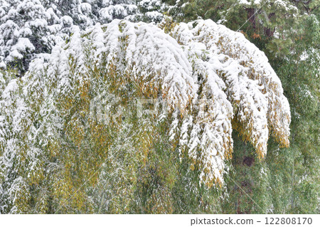 At Enkoji Temple on a snowy day 122808170
