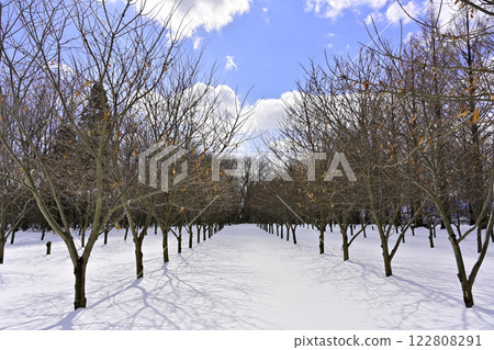 Snow-covered apple orchard 122808291