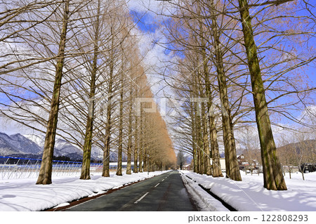 Metasequoia Tree Line Metasequoia Tree Line 122808293
