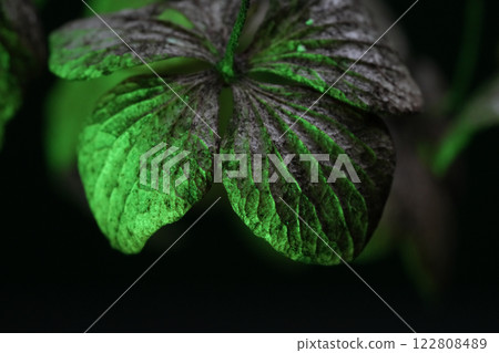 凋謝的繡球花 122808489