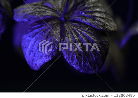 凋謝的繡球花 122808490