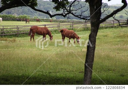 純種馬放牧風景_日高 122808834