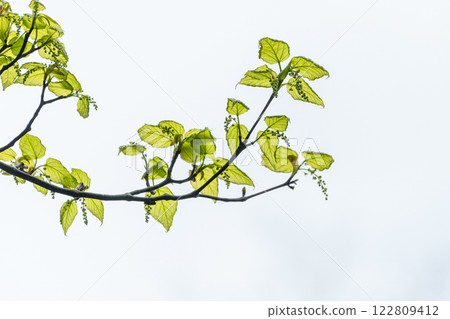 Young leaves of Yakushima maple - Yakushima, where gods reside Young leaves of Yakushima maple - Yakushima, where gods reside 122809412