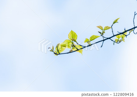 Young leaves of Yakushima maple - Yakushima, where gods reside 122809416