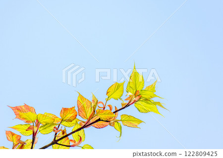 Young leaves of Yakushima maple - Yakushima, where gods reside 122809425